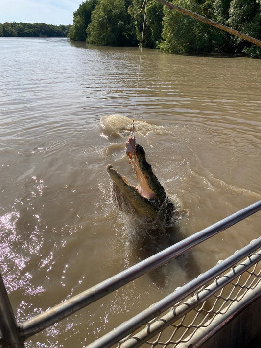 Croc NT top end cruise Kakadu