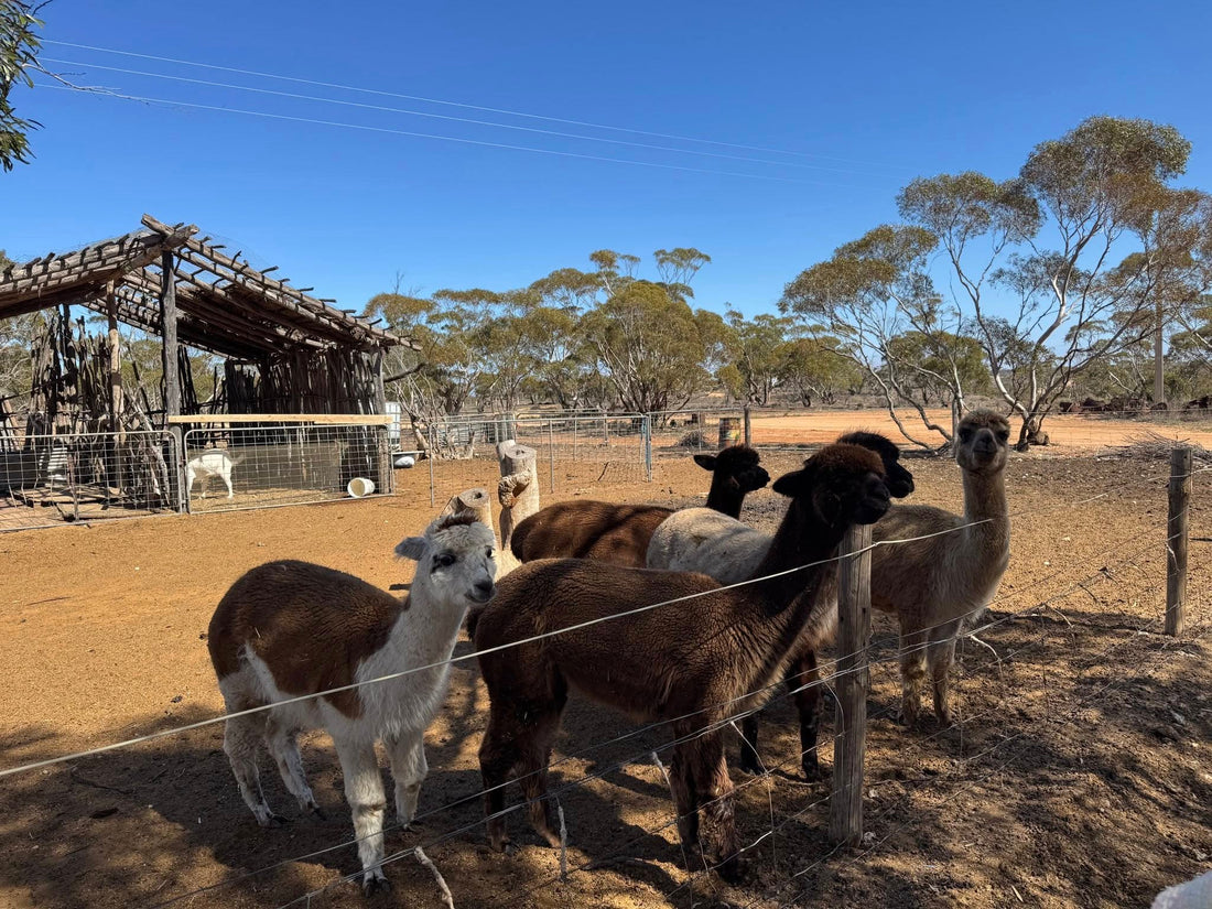 Benson Park Farm Stay Waikerie SA | Family Farm Camping