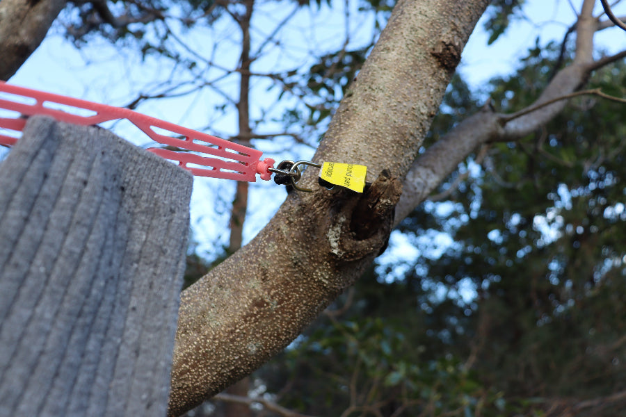 Bungee cord hooked around a tree to set up the caravan clothesline